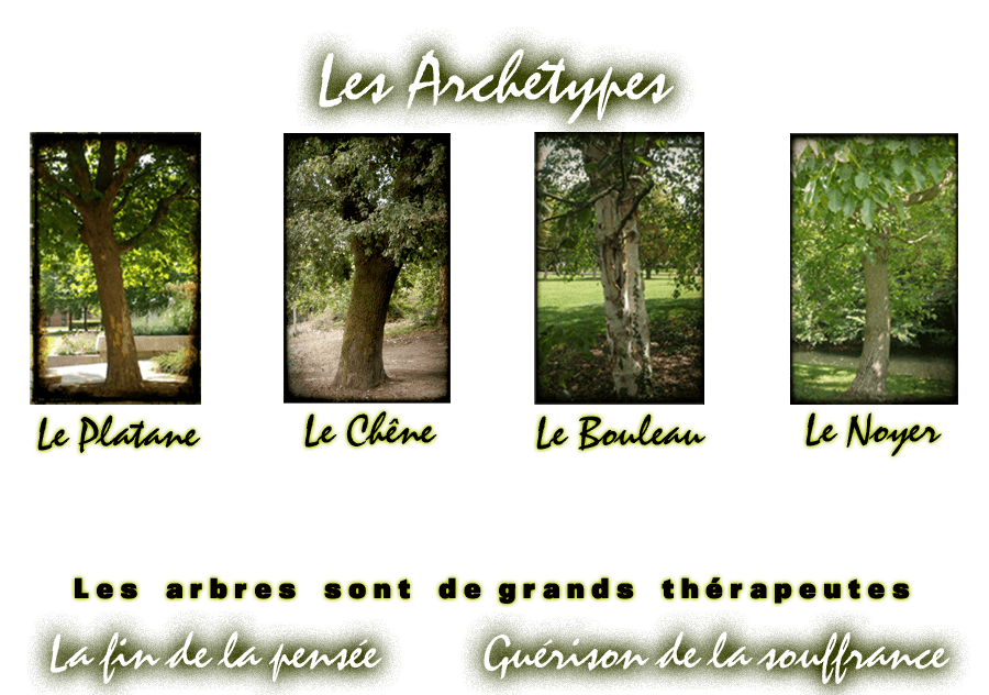 Arbre Racket A la découverte de l’énergie des arbres – Equinoxe la Radio Découverte